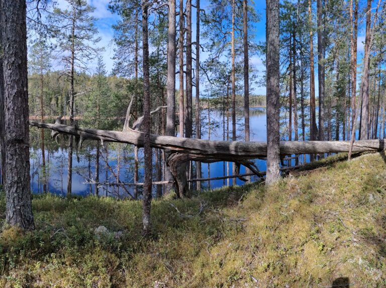 kelo ukonsärkkä-jäkäläkangas luonnonsuojelu alue lieksa