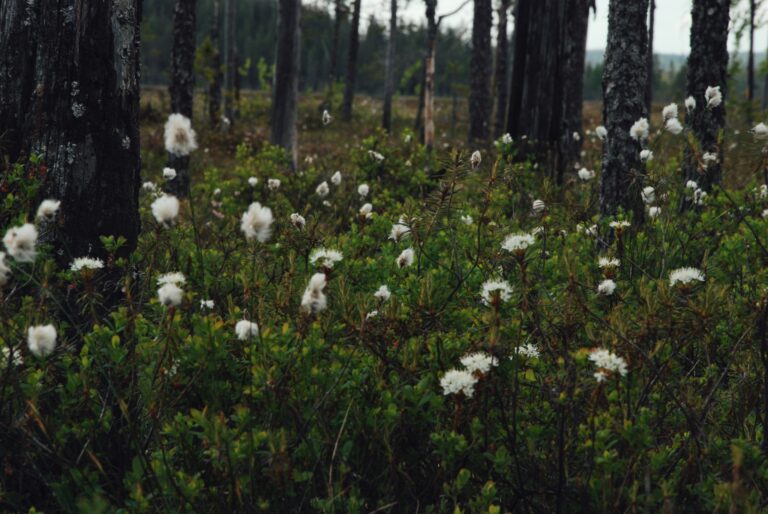 Tupasvilla