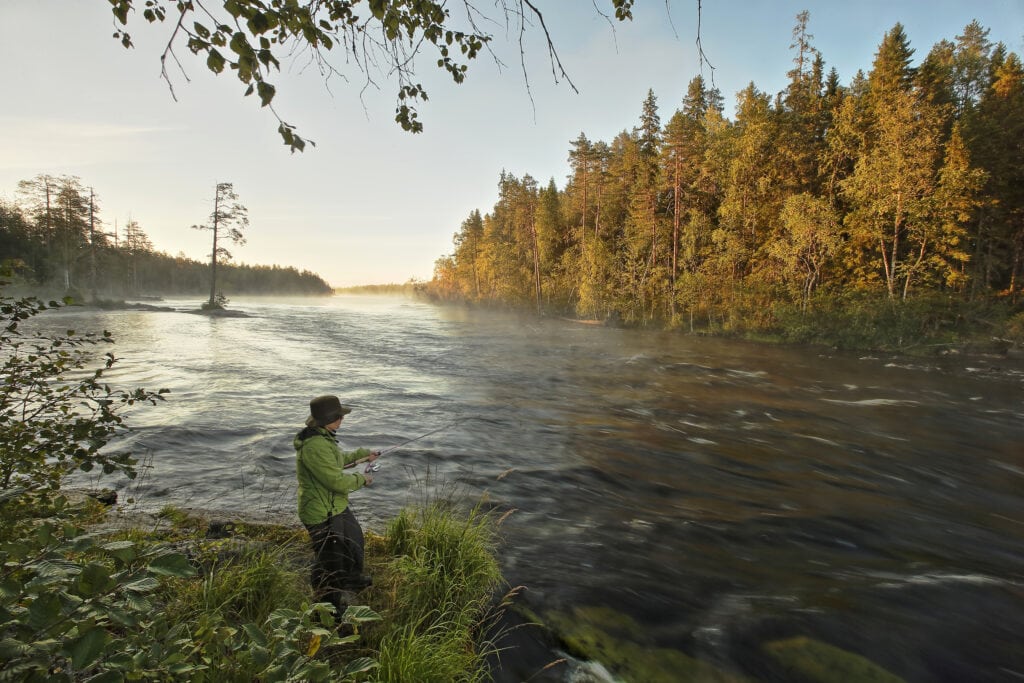 Revealing North Karelia's Natural Treasures And Forest Gems
