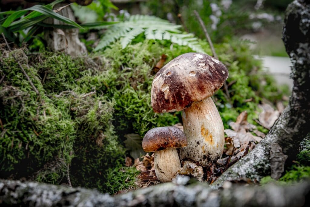 Revealing North Karelia's Natural Treasures And Forest Gems